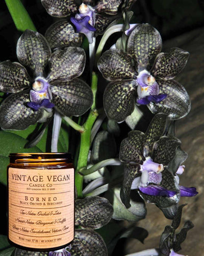 Borneian Black Orchid and Bergamot soy wax candle with vintage vegan label beside dark spotted black orchid flowers